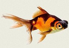 Goldfish-Fantail Red & Black ЧЕРВЕНО-ЧЕРНА ПРИНЦЕСА