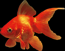 Goldfish-Fantail Red ЧЕРВЕНА ПРИНЦЕСА