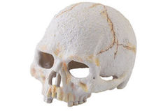 Декор череп на примат - Exo Terra Primate Skull PT 2926