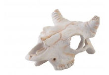 Декор череп на говедо - Exo Terra Buffalo Skull PT 2925