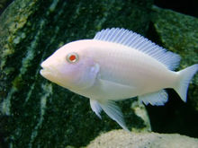 Pseudotropheus	socolofi albin