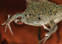 Xenopus	laevis Африканска ноктеста жаба