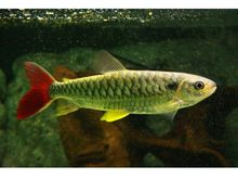 Chalceus erythrurus Риба Тукан