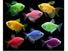 Glo Fish Tetra Цветна тернеция