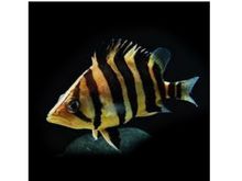 Datnioides microlepis Тигрова риба