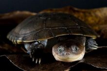 Pelomedusa subrufa - Водна костенурка