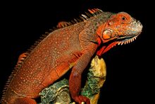 Червена игуана-Red iguana