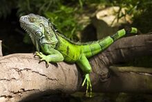 Зелена игуана-Green Iguana