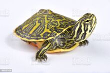 Водна костенурка-Pseudemys	nelsoni