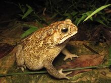 Bufo melanostictus-Азиатска  жаба