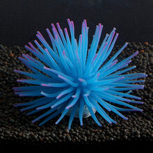 Флуоресцентен корал