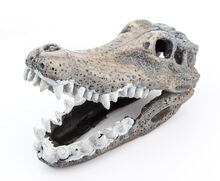 Декор Happet -череп на крокодил 11см