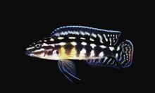 Julidochromis	marlieri