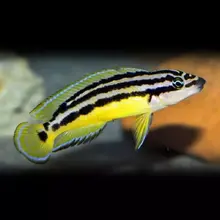 Julidochromis	ornatus