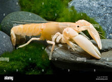 Cherax holthuisi var apricot	Papua APRICOT Natural White Crayfish