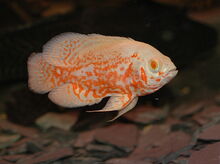 Astronotus ocellatus	Albino Red Tiger Nemo Oscar