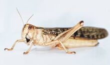 Locusta migratoria - XL